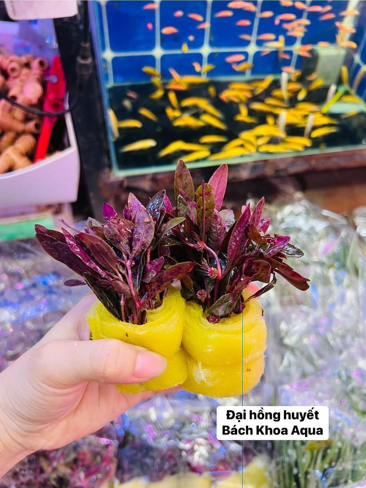 Cây cắt cắm - Đại Hồng Huyết
